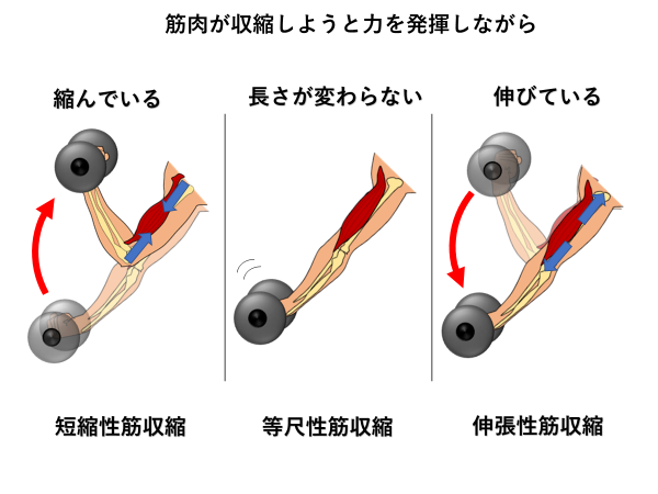 エキセントリック収縮