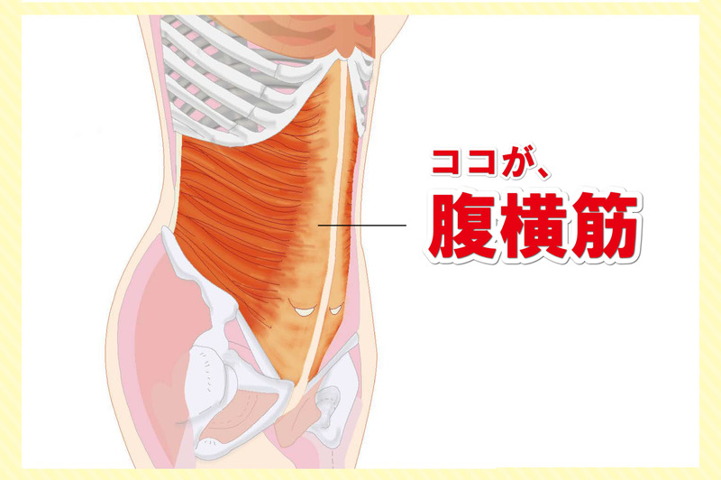 腹横筋