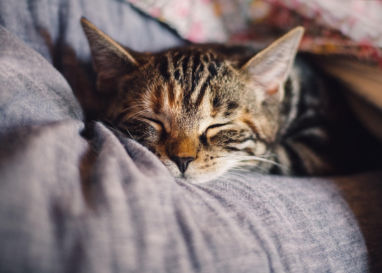 睡眠不足による太りやすさを防ぐための対策